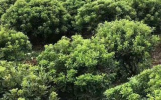 海桐的养殖要点,对光照的需求比较高