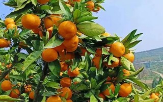 橘子生长在哪里，主要在长江中下游或长江以南地区