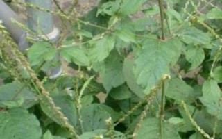 倒扣草简介，是多年生草本植物