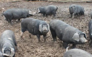 国内常见的猪品种，常见的有东北民猪、八眉猪等