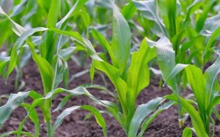 东科338玉米品种简介，应选择肥力较好的地块种植