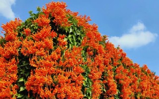 炮仗花的种植要求，放在光线明亮的地方养护