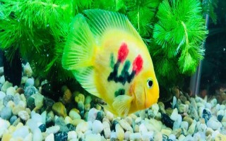 鹦鹉鱼一直待在角落的原因，水温水质不佳、水中氧气不足等因素均会导致