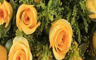 黄玫瑰的花语，寓意已逝的爱、等待的爱等