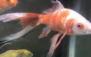 鱼身上有黑点如何解决,水质差需每隔1周换一次水