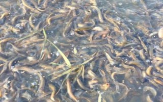 台湾泥鳅苗的产地，现已在国内推广养殖