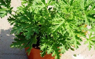 驱蚊草的盆栽方法，生长期和盛花期要定期追施肥液