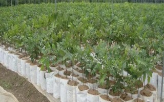 黄桃核能不能种出黄桃树，可以但是生长速度较慢