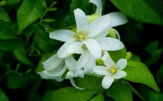 夜来香一年开多少次花，一年只能开一次花