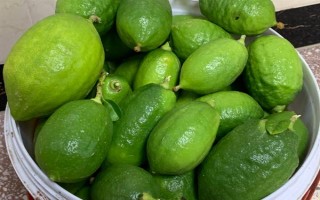 香水柠檬苗的价格，一棵需要3.6-5.9元左右