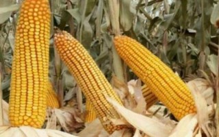 友玉159（区试名称：YH159）玉米种子特征特性，中抗大斑病