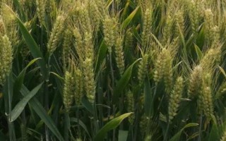 乐土轮选103小麦品种简介，该品种为冬性中熟品种