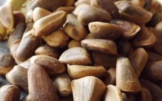 红松育苗前怎么处理种子,浸泡后可掺入湿沙中摊晒