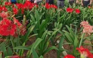 朱顶红叶片发黄如何处理，不同情况所采取的措施有区别