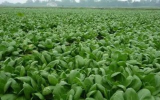 青梗菜播种栽培技术，可用直播栽培和育苗移植两种方法