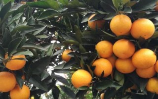 冰糖柑的价格，价格与产地有关