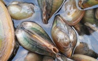 河蚌的呼吸器官是什么,其呼吸器官是鳃