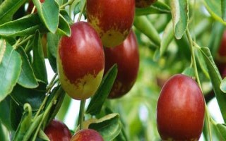 山东沾化的特产，大部分人都会想到沾化冬枣