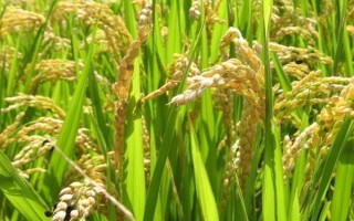 泰优2165水稻种子特点,注意及时防治病虫害