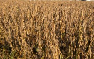 我国大豆主产区，春大豆区以北方三省为主