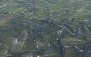 草鱼吃哪种食物可以快速生长,饲喂禾本科、浮萍科、水鳖科植物等食物能促进生长
