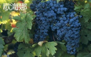 绿色葡萄品种,包括碧香无核、阳光玫瑰、绿玫瑰等类型
