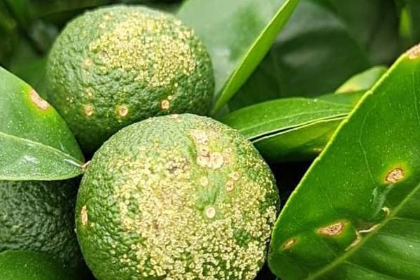 柑橘煤污病的发病特点，在叶片、枝梢及果实的表面有黑色的煤污斑