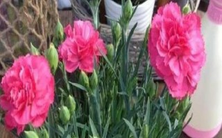 康乃馨长大要多久,150天左右就能长大