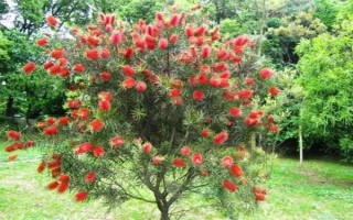 红千层是不是吉祥花，红千层是吉祥花