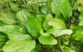 车前草的形态特征，长度在12厘米左右