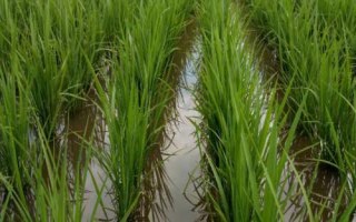 粤黄锦占水稻种子介绍，综合防治病虫害