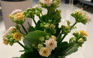 哪些花卉适合夏季种植，包含飘香藤、三角梅等品种