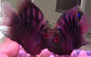 鹦鹉鱼有没有黑色的，麒麟鹦鹉鱼呈黑色