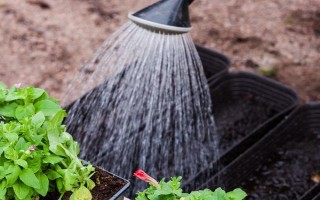 矮牵牛的栽种要点,夏季和秋季均可播种