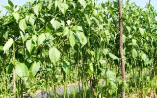 何时种植长豆角，以4-5月份为宜