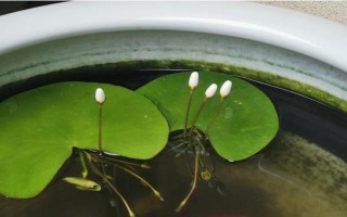 一叶莲水培用什么肥料,每次换水时施加几滴植物生长营养液即可