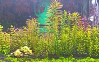 印度小圆叶水草好不好养，适应能力强容易养