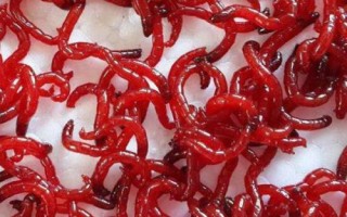 黄颡鱼的食性，鱼苗阶段主要以浮游动物为食