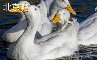 鸭有哪些品种，包括高邮鸭、北京鸭、绍兴鸭等种类