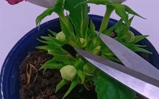 芙蓉花开放后如何处理,剪除残花和枯老枝可节省养分、避免发生病虫害