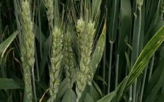 强筋小麦如何种植，管理重点在于预防小麦旺长和倒伏