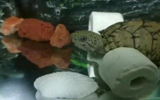 剃刀龟吃什么龟粮，吃含有增色剂的龟粮最好