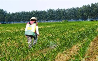 玉米苗后除草剂几天见效，5-7天左右见效