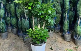 幸福树生虫子叶子粘液如何治疗，需及时修掉有虫害的叶子