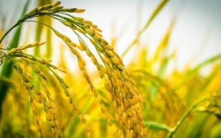 我国农作物熟制，不同地区的主要作物不同