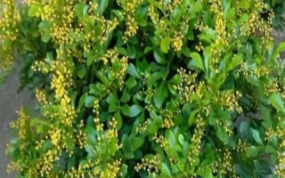 米兰花有没有毒，不仅没毒还可食用