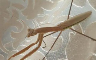 螳螂如何分辨公母,可以从体型、腹节数量等方面区分