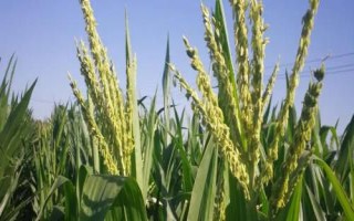 福玉616玉米种子特征特性,适宜播期为6月5日~25日