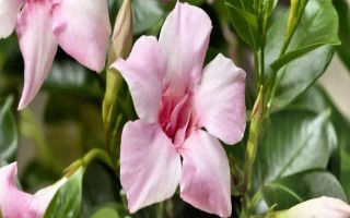 双腺藤如何养殖，春秋季可每隔2天浇一次水