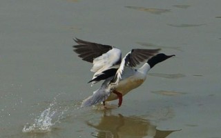 白沙鸭的价格，一斤通常售价13-65元